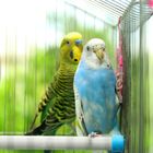 Bird Cages